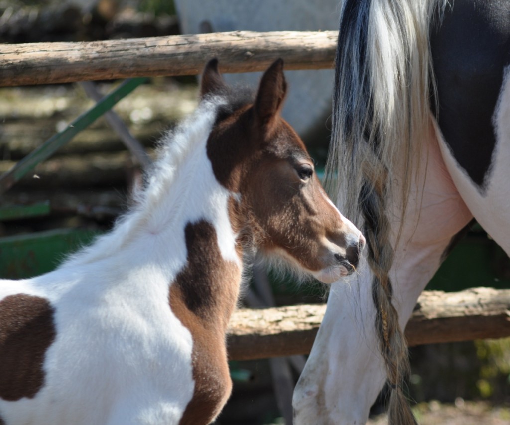 Eleveur de chevaux en Lorraine