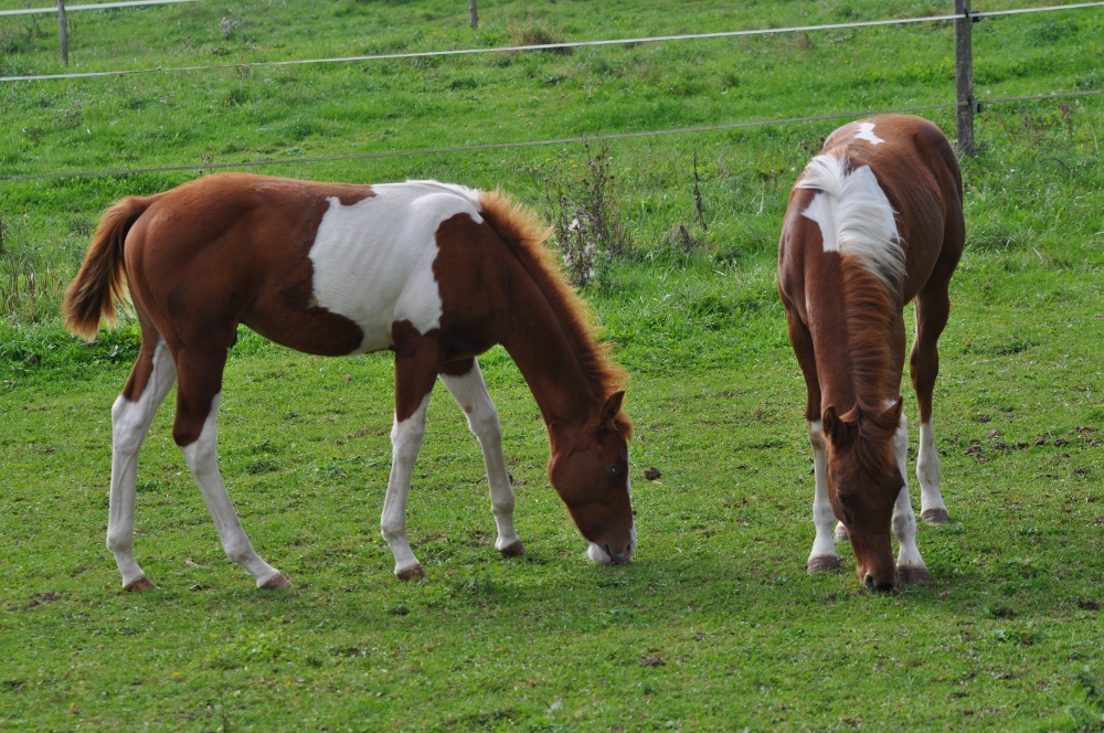 Pension pour chevaux en Lorraine