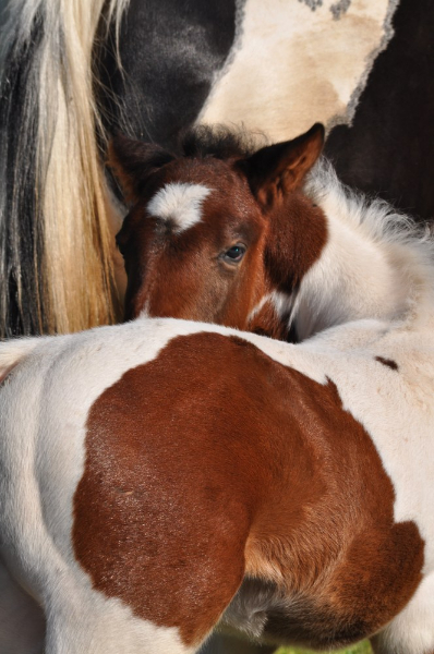 Poulain paint horse homozygote, au Horse OM Cultures