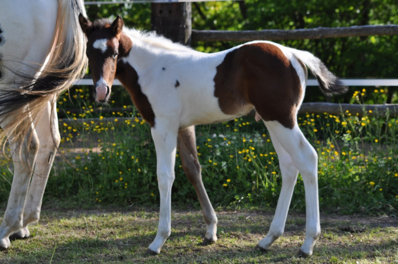 Poulain paint horse homozygote, au Horse OM Cultures