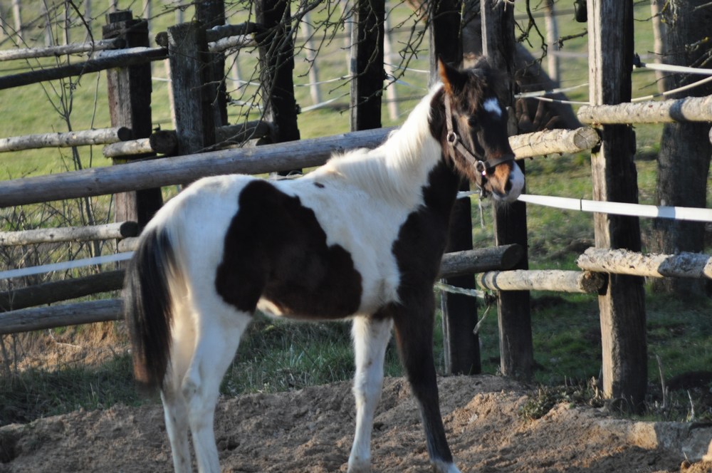 Poulain paint horse homozygote