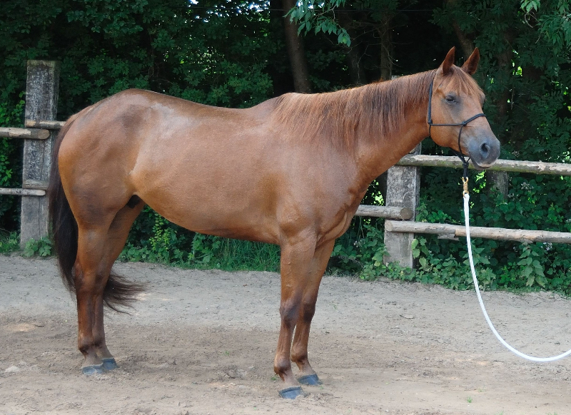 Such Miss Hobby, jument Quarter Horse au Horse OM Cultures