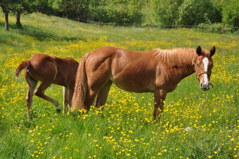 Pouliche Nutka Moka Quarter Horse