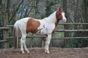 Saillie Etalon Paint Horse