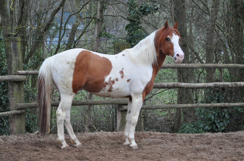 Saillie Etalon Paint Horse